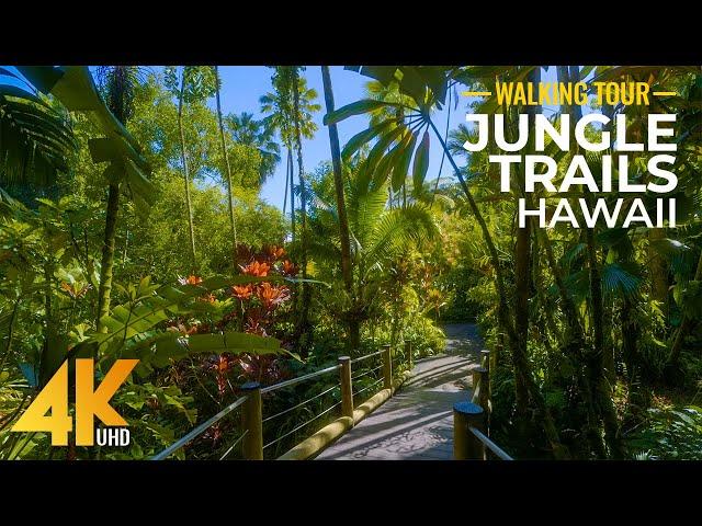 4K Sunny Day Walk in a Tropical Forest - Jungle Trails of Hawaii Tropical Botanical Garden