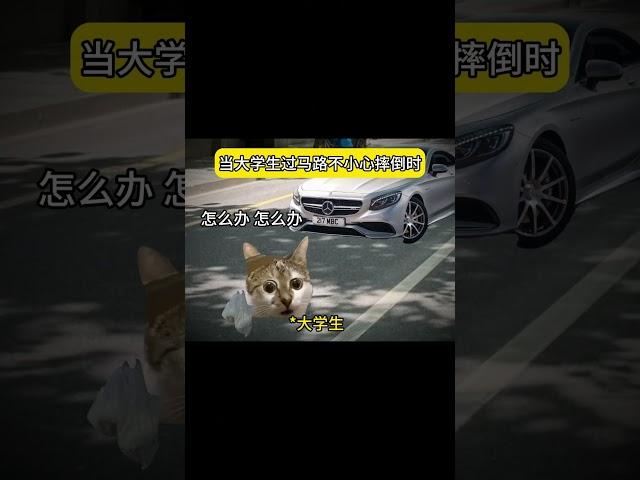 #猫meme小剧场 #猫meme #猫meme搞笑剧情 #猫meme剧场