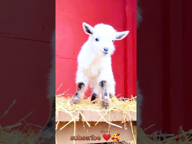 Adorable baby goat sounds loudly  #youtubeshorts #cute #babygoat #shortvideo #shorts #tiktok #viral