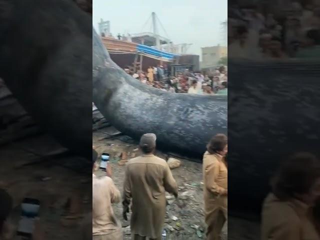 Whale Fish in Karachi Fishries in pakistan