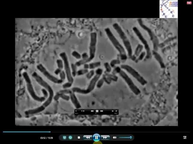 Real Microscopic Mitosis  ( MRC )