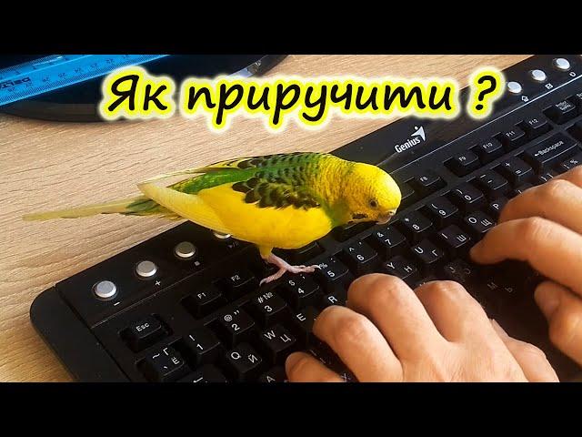 How to tame a budgerigar? How to teach a parrot to sit on your hand?