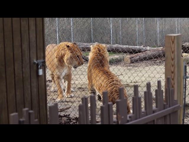 Liger vs tigon: a terrifying clash of the massive, mythical hybrids of lions and tigers