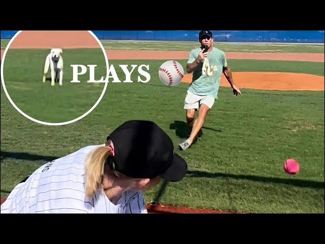 Baseball Dog Coda is live!