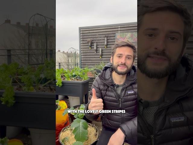 Grow your Food - Top 5 tomato varieties to grow in pots