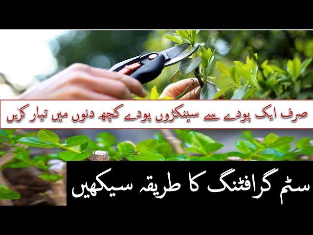 How to Grow plant with stem grafting in Pakistan & India|| How to Propagate Plants by Using Cuttings