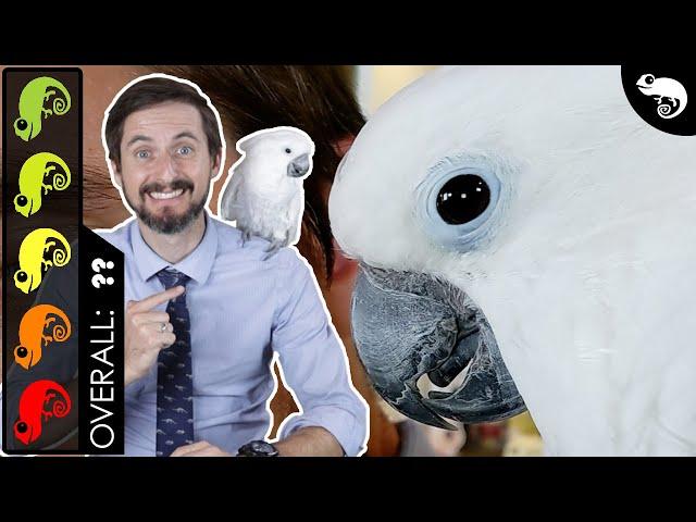 Cockatoo, The Best Pet Dinosaur?