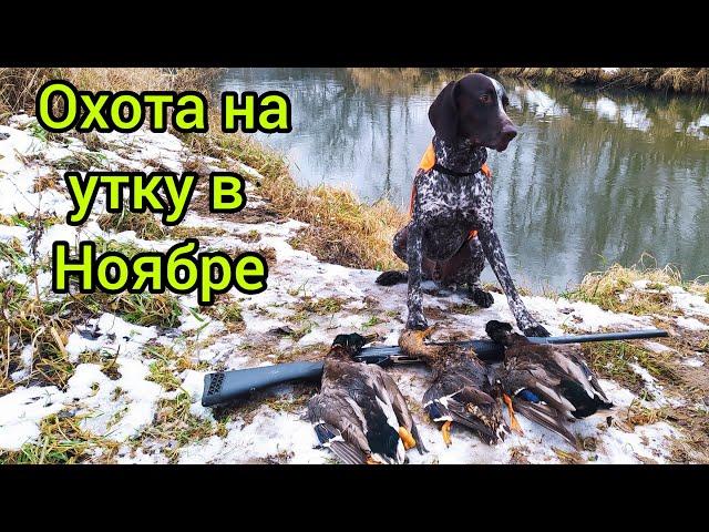 Охота на утку с подхода с Курцхааром Ричардом!