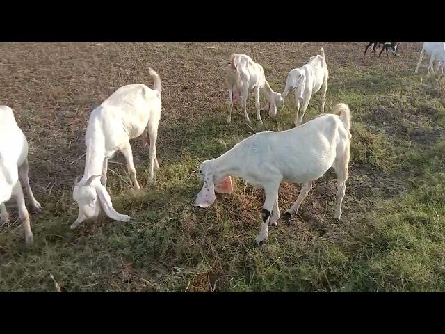 Amazing Goats New Video Village Info 2023