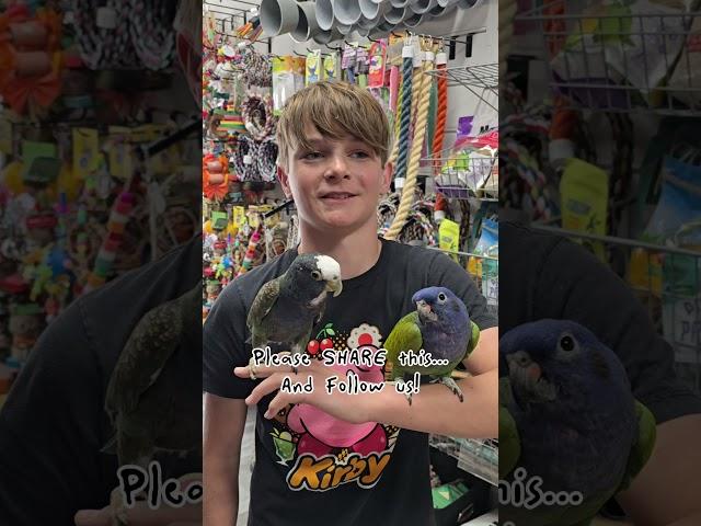 This Pionus pair found a great home with Julian and his whole family! 520-288-6310