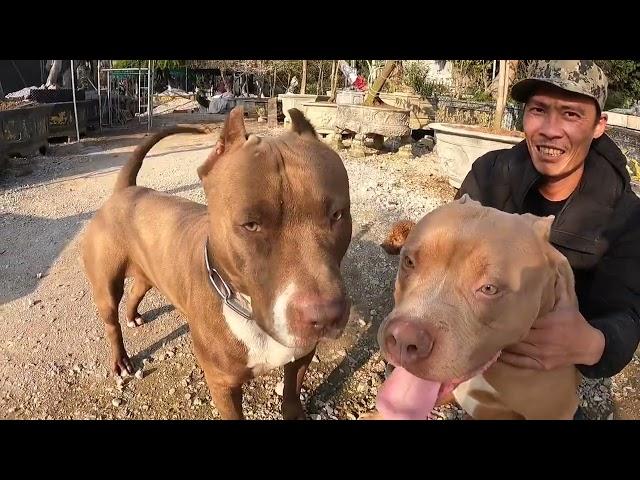Những Chú PitBull Chiến Binh Thợ Săn Của Săn Bắt Ẩm Thực Vùng Cao