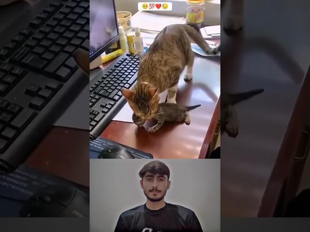 Sunwin | Link tải sunwin Respect animals ️#Ep_18