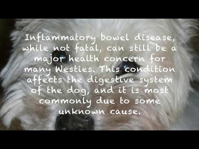 Top5 common westie health issues