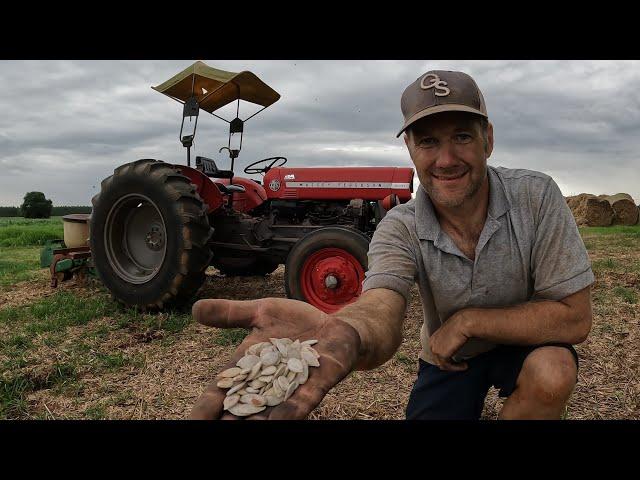 Growing Pumpkins from Seed