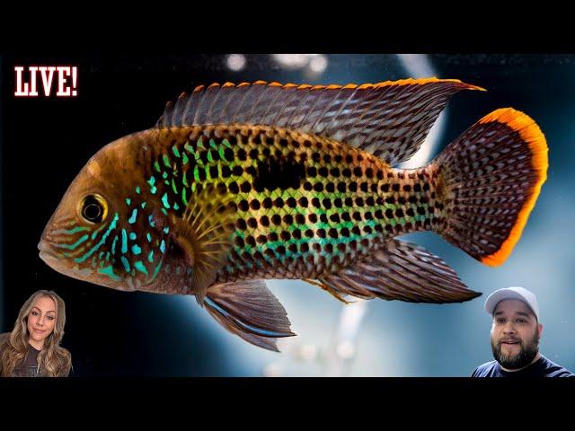 Freshwater Aquariums with Steenfott Aquatics Live