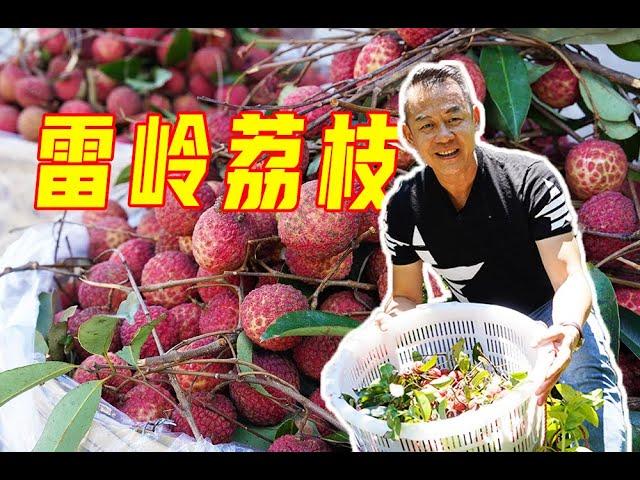 【潮菜叶飞】潮汕雷岭荔枝丰收：Picking Lychees