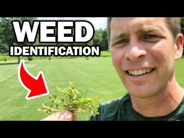 Identify 30 Common Weeds in the Lawn