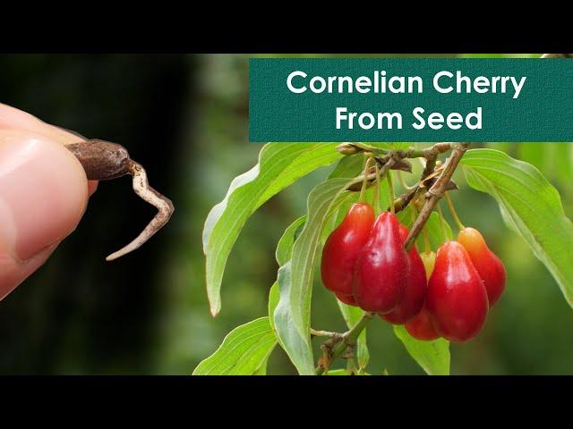 Germinating Cornelian Cherry Seeds