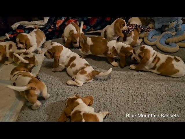 7 week old Basset Hound puppies 