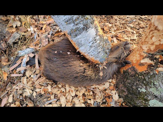 Beaver CRUSHED by Tree!!!!! (Full Video)