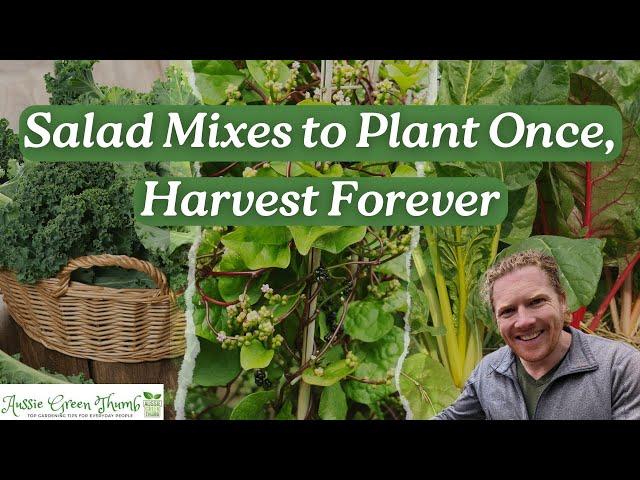 9 Delicious Salad Greens You Only Plant Once! Plant Once, Pick Forever! Part 1