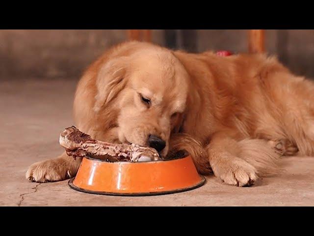 Luhu：It's so fun to have hot pot with the whole family #dog #pets #cute