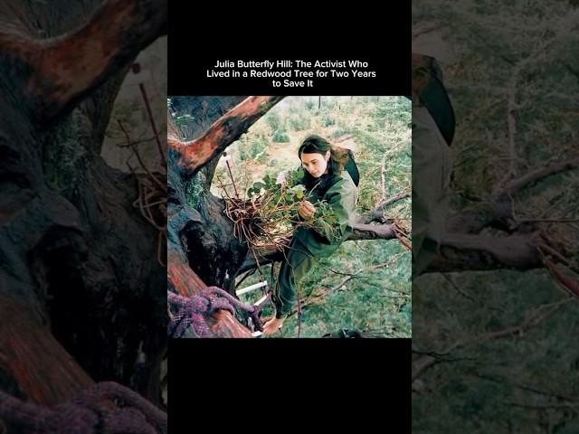 Julia Butterfly Hill: The activist who lived in a Redwood Tree for two years to save it