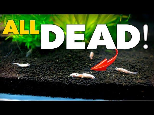 ENTIRE TANK DEAD! (how did this happen) | MD Fish Tanks