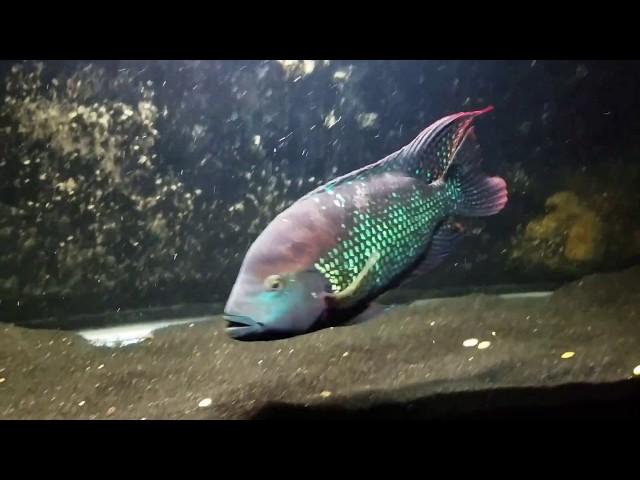 My most aggressive cichlid