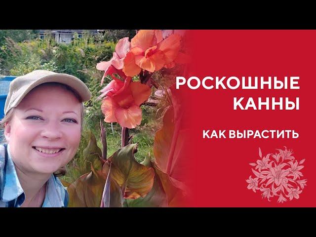 Как Вырастить Роскошные Канны | Канны посадка и уход