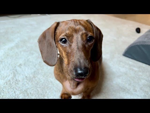 Mini dachshund waking up happy!