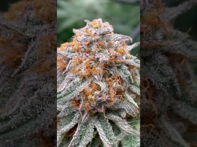 Square One Genetics Grape Rock Candy BX1