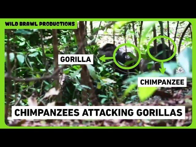 CHIMPANZEES KILLS GORILLAS | Rare Video Of Chimps Attacking And Killing Infant Gorillas