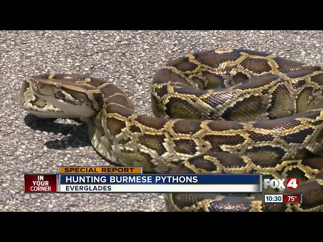 Turning the tide against invasive pythons