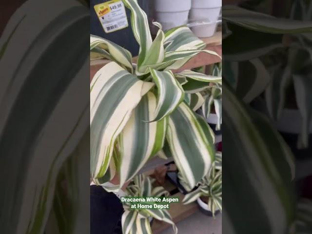 Dracaena White Aspen at Home Depot. #shorts # #plantshopping #houseplants