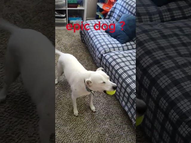 epic dog? #dog #puppy #dogsdogsdogs #doglover #dogs #mrdog #doggos