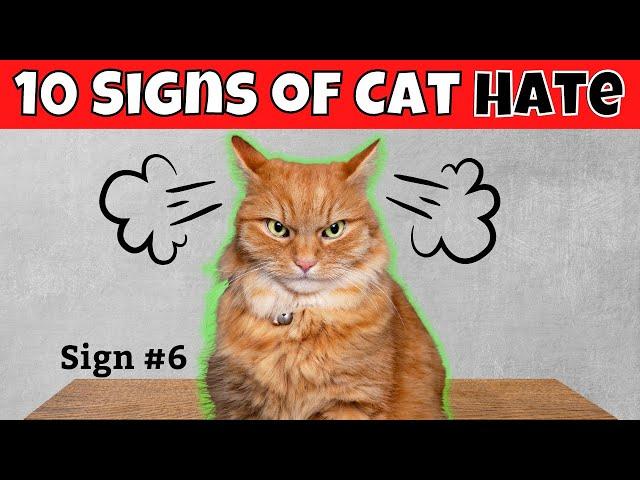 10 Signs Your Cat HATES You