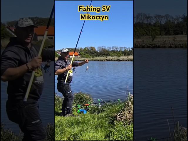  Плотва Клюёт как Бешеная. Рыбалка на платнике Микожин. 27.04.2025. #4k #video #fishing