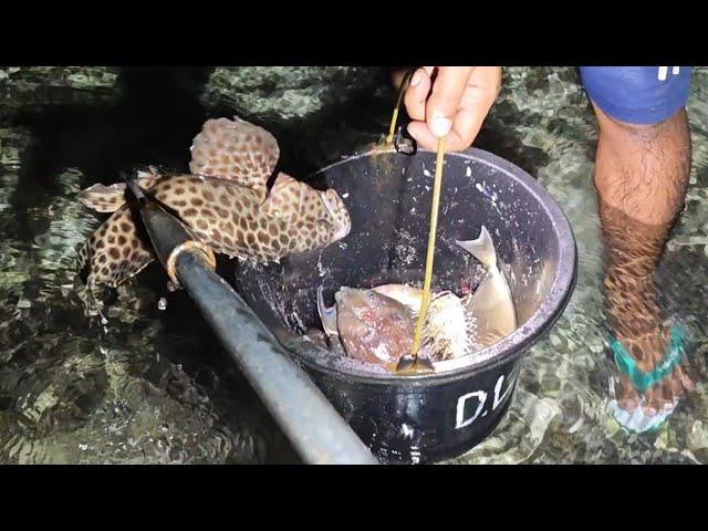 NOMBAK KEPITING, CUMI-CUMI, IKAN DAN GURITA YANG SEDANG ASIK TIDUR