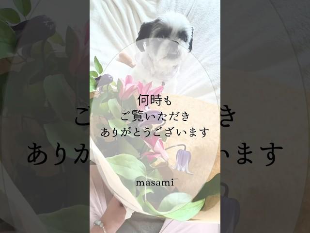 【アニマルコミュニケーション】のお知らせ　#アニマルコミュニケーション  #アニマルコミュニケーター  #ペットロス  #shorts