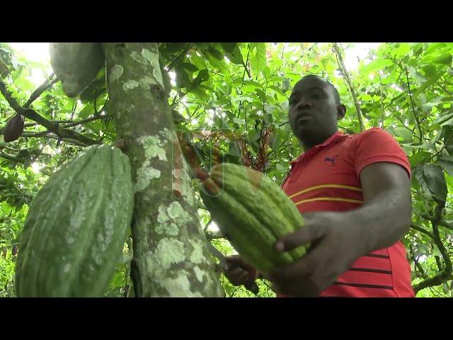 Concern as EU regulations affect Uganda’s cocoa growth plan