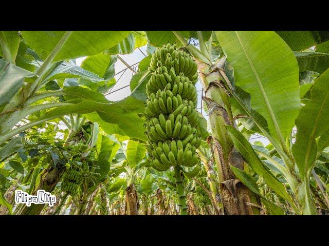 How To Make And Start Banana Powder Business #banana #Video