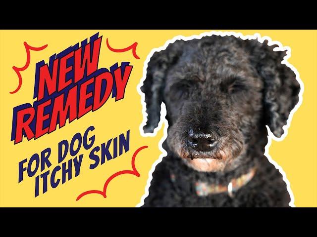 Dog Itchy Skin and Hot Spot Remedy