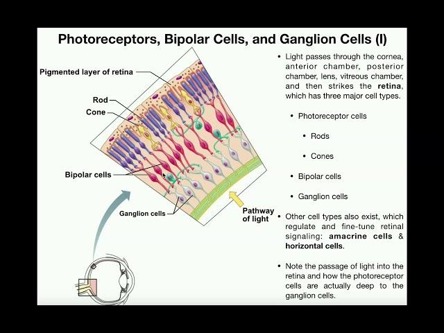 Anatomy | Vision (Part 1) | Retina, Photoreceptors, Bipolar Cells, & Ganglion Cells