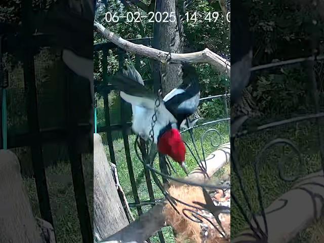 RED! A Beauty #backyard #wildlife #iowa #birds #cute #nature #woodpecker #sweet #beautiful