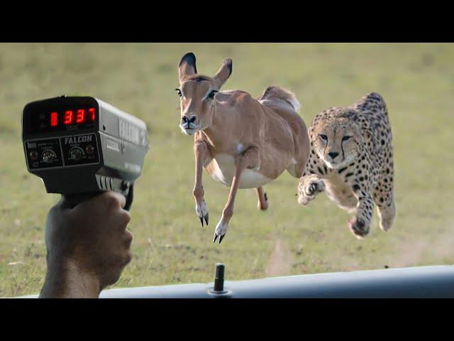These Are 10 Fastest Animals On This Planet