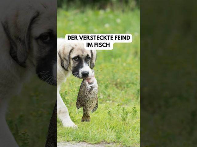 #hundeblog #hunde #hundeglück #hundetipps #hundewissen #ernährungstipps #hundeernährung #hundeleben