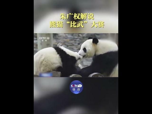 朱广权在中国大熊猫保护研究中心，遇到熊猫“比武”，现场来了段解说，网友：战况多少有些“激烈”呀～ | CCTV