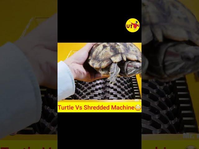 TURTLE VS SHREDDED MACHINE EXPERIMENT    #shorts #experiment #facts