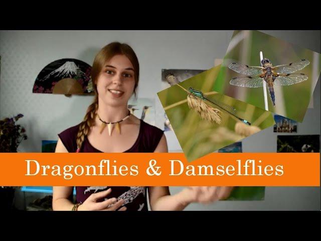 The difference between a dragonfly and a damselfly